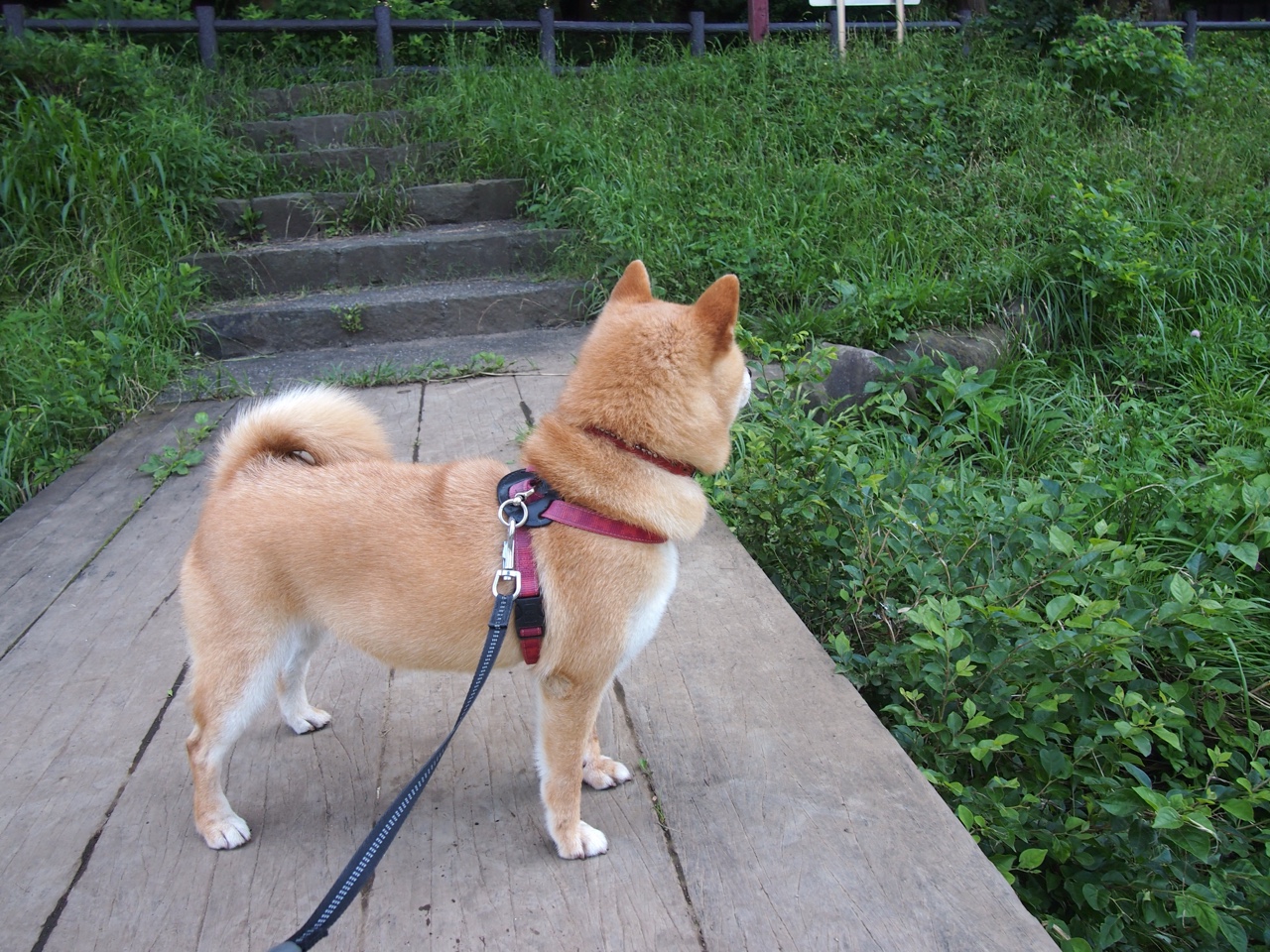 “德甲大战在即,冠军悬念逐渐明朗化”,德甲的比赛