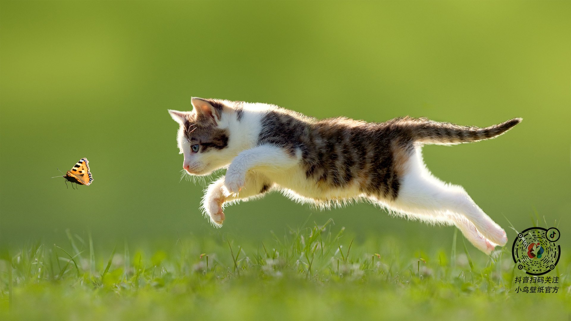 《英雄联盟MSI季中冠军赛，亚洲战队迎难而上》，msi季中冠军赛全称